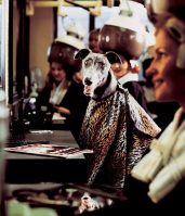 Irish Greyhound Board Dundalk