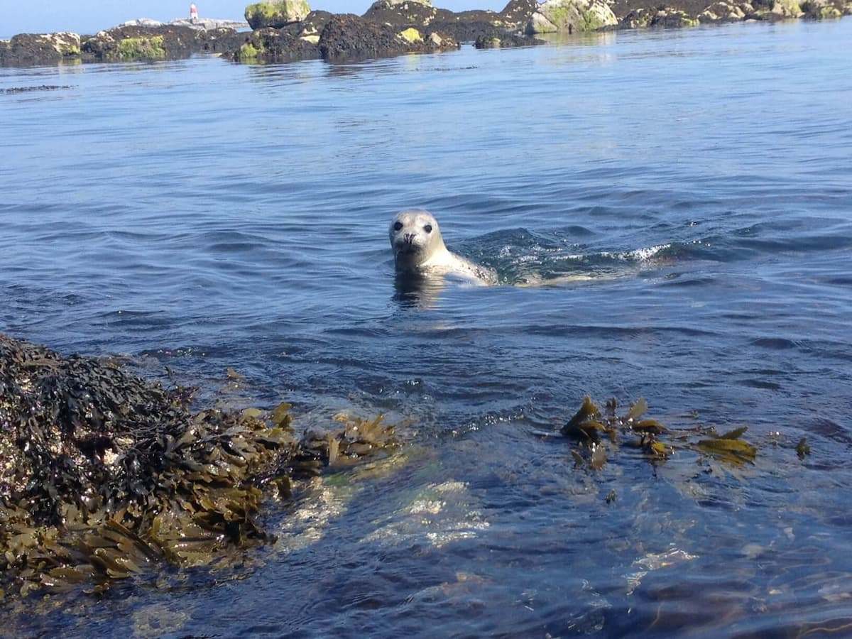 Giddy Gally Seal